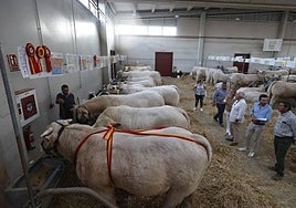 Ejemplares de raza charolesa, en la feria Salamaq.