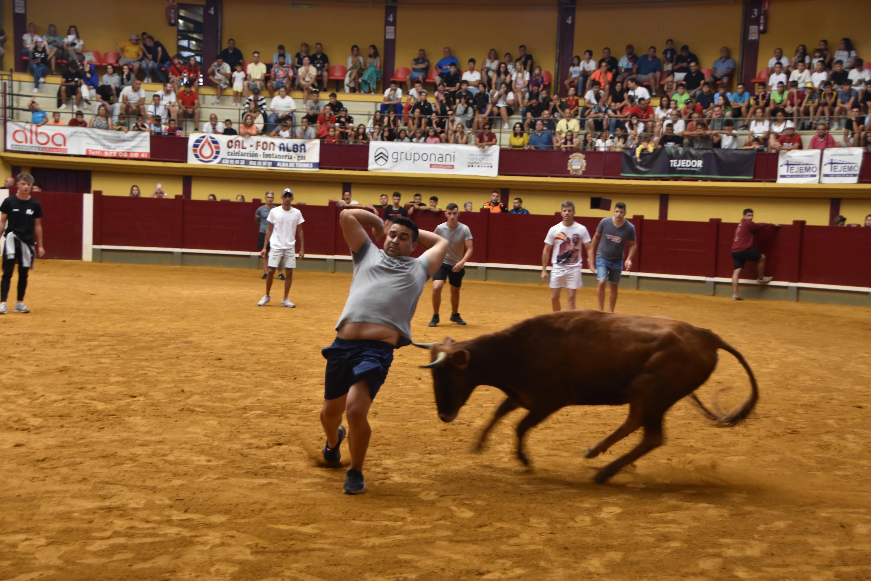 Exitosos primer encierro urbano y capea en Alba de Tormes