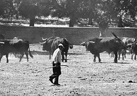 Ricardo García, entre los toros en El Puerto de la Calderilla.