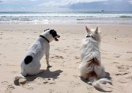 Perros disfrutando de un día de playa.