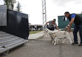 Dos ganaderos subiendo su ganado de vuelta al camión.