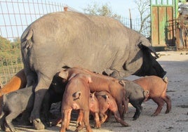 Nanta es lider en la innovación en nutrición animal.