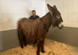 Javier Vaquero, con Malú, una de las dos burras zamorano leonesas de la feria.