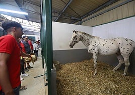 Golden Star de Perú, de raza appaloosa, en la nave de equino.