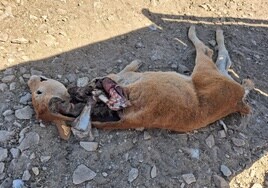 El ternero que los buitres mataros y devoraron en la finca de Chagarcía Medianero.