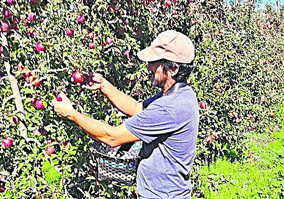 Omar Muñoz recoge manzanas de la explotación que tiene en Lagunilla. A su izquierda, la red antigranizo que ha instalado este año y espárragos entre kiwis.