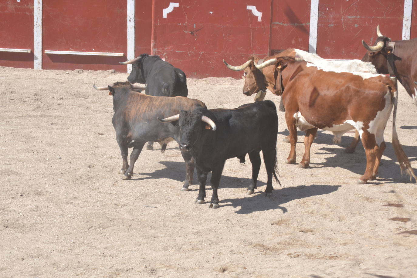 Bello y vistoso encierro a caballo en Bañobárez