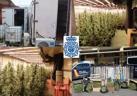 Plantas de marihuana y útiles intervenidos por los agentes en la intervención.