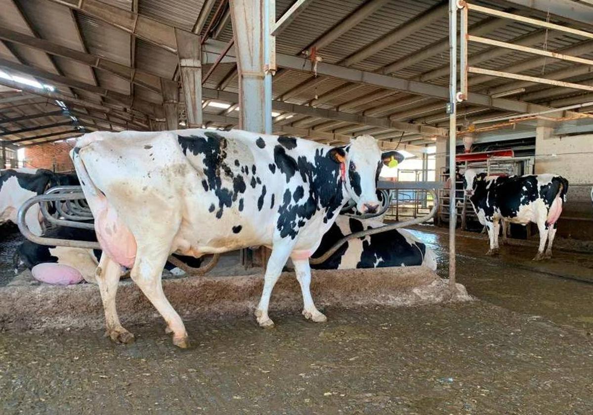 Vacas de la explotación de Esteban Alonso en la zona de los robots de ordeño.