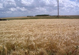 Parcela de cereales.