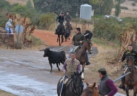 los novillos entrando en el trazado urbano con los caballistas