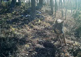 Imagen de un lobo.