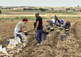 Denuncian el derrumbe de la patata para el agricultor: «Se está arrancando a los precios de los contratos»