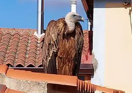 «Manolito», en uno de los tejados del municipio.