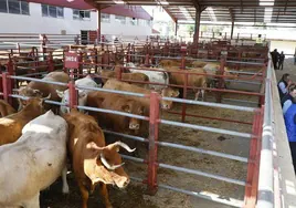 Vacas en el mercado de Salamanca.