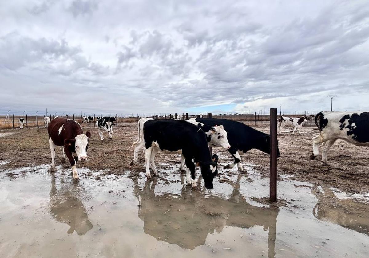 Vacas de leche en Paradinas, tras las lluvias.