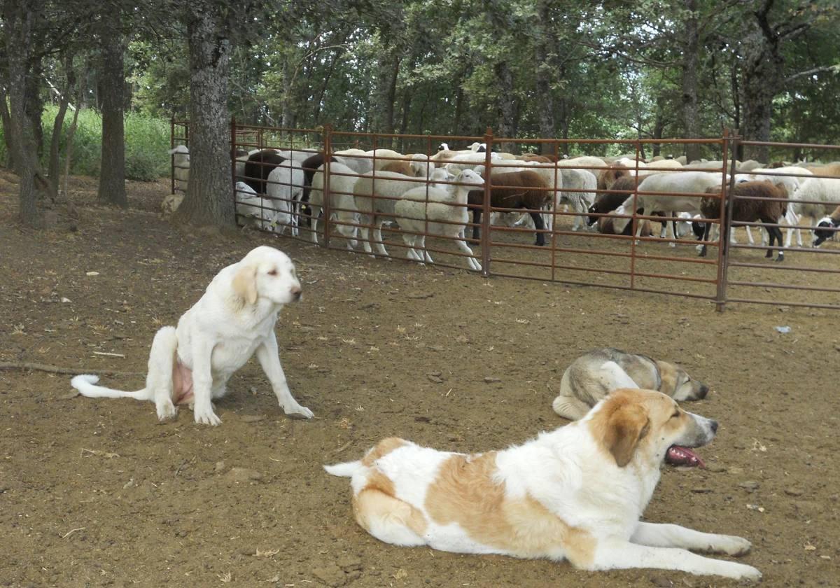 Perros vigilando las ovejas.