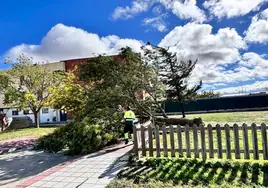 Árbol caído por el temporal.