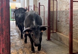 Ganado morucho en el recinto de la Diputación de Salamanca.