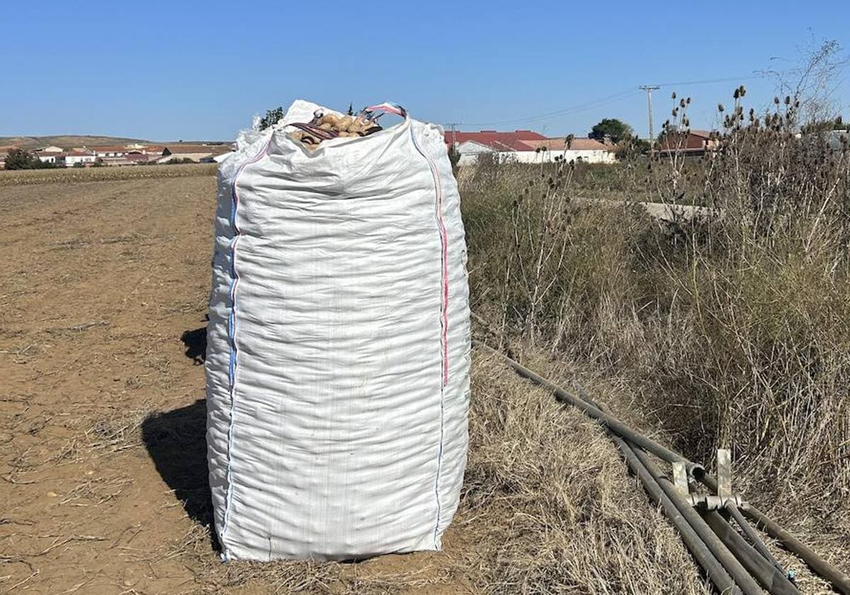 Patatas, en una parcela de Salamanca a la espera de su recogida.