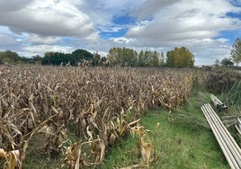 Parcela de maíz y al fondo, de girasol.