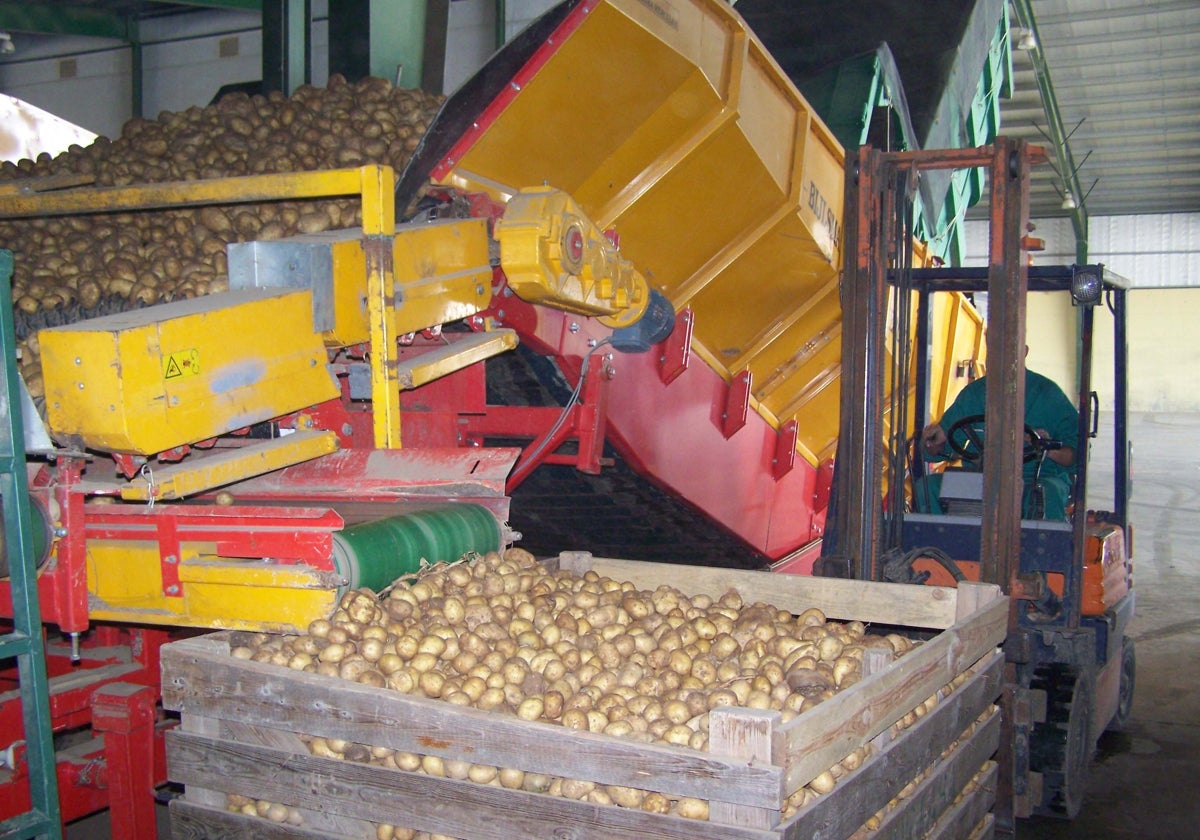 Entrada de patatas en el almacén.