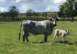 Una vaca morucha y su cría en la dehesa salmantina.