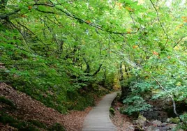 Una de las pasarelas que recorren el bosque |