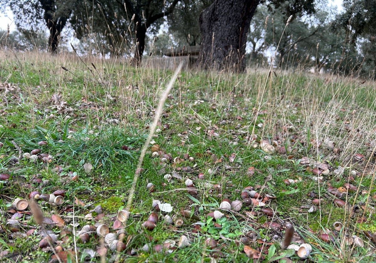 Bellota caída en una finca de Salamanca.