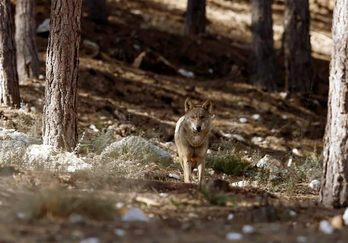 Imagen de un lobo en la Sierra de la Culebra.