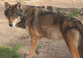 ¿Está de acuerdo con que se rebaje la protección del lobo?