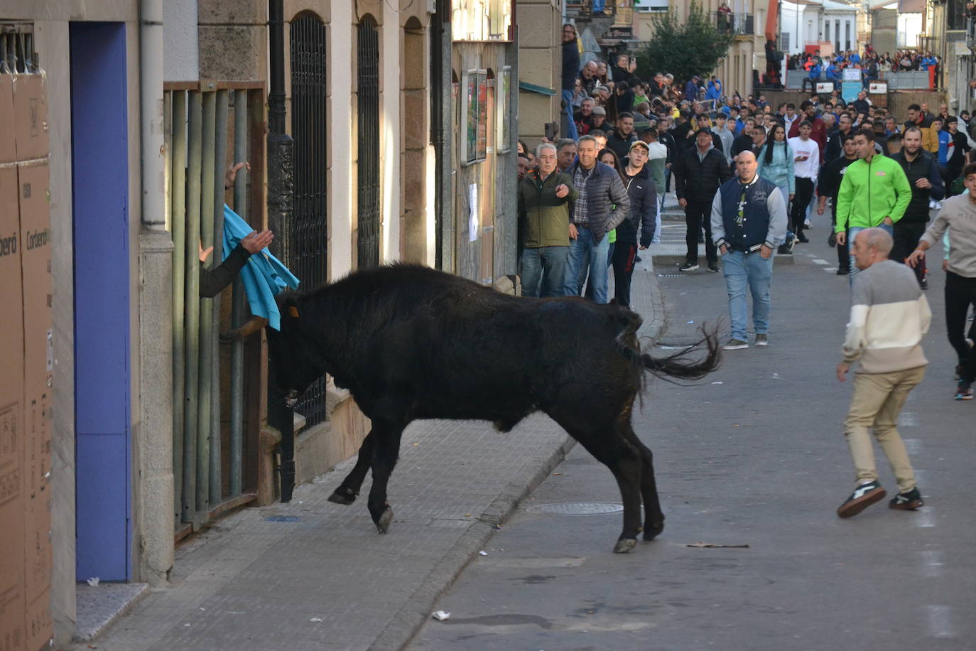 Un emocionante Toro de San Nicolás abarrota Vitigudino