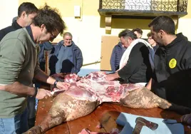 Voluntarios trabajando sobre el cerdo