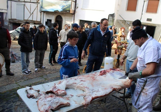 Despiede del animal en la Plaza