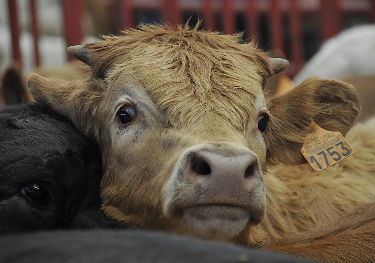 Ternero con destino a cebadero.
