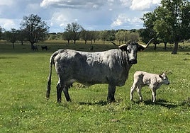 Una vaca morucha, con su ternero.