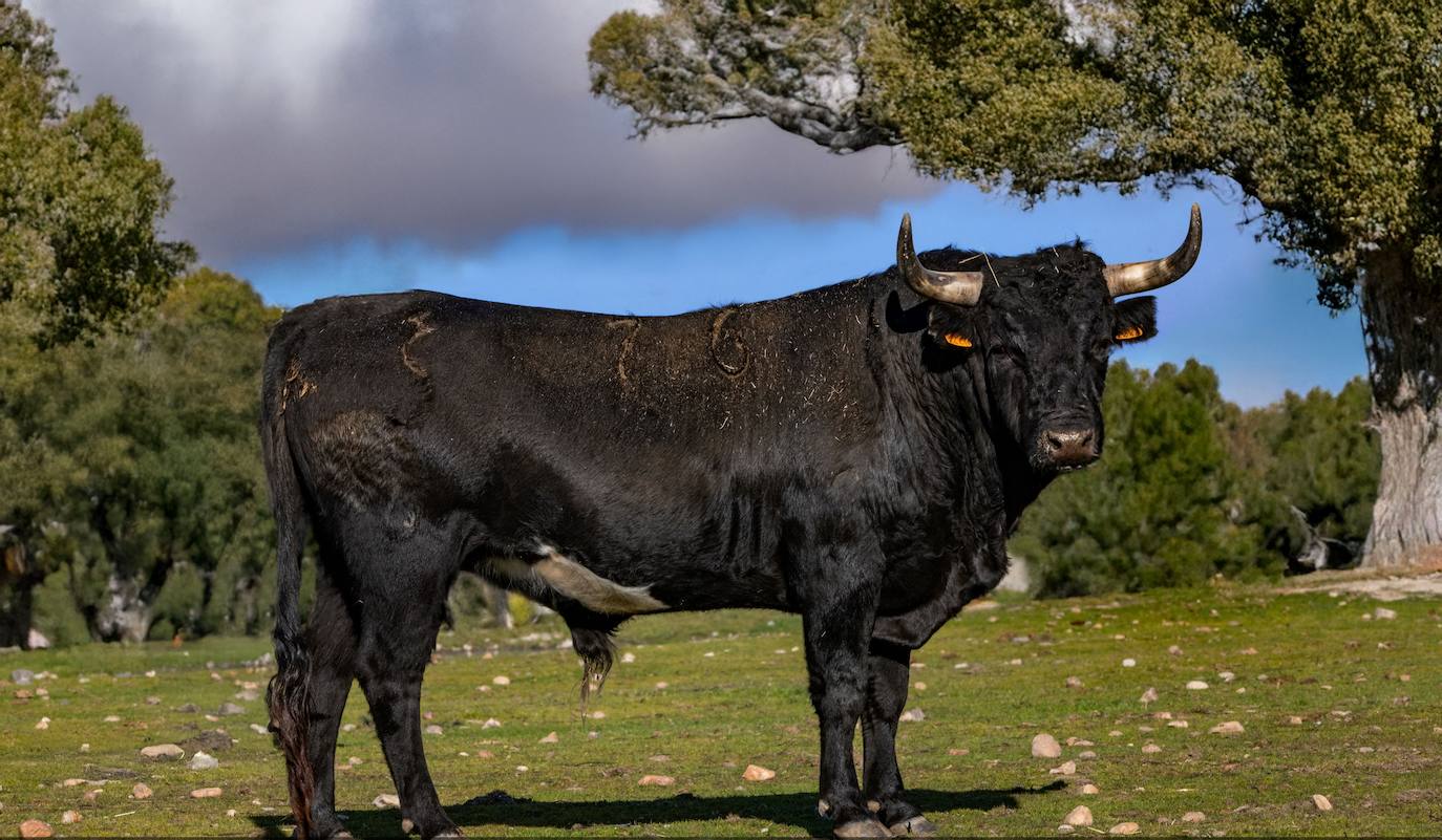 Jilguero y Triguero, protagonistas del Toro de San Sebastián de Ciudad Rodrigo