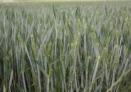 Tierras cultivadas con trigo.