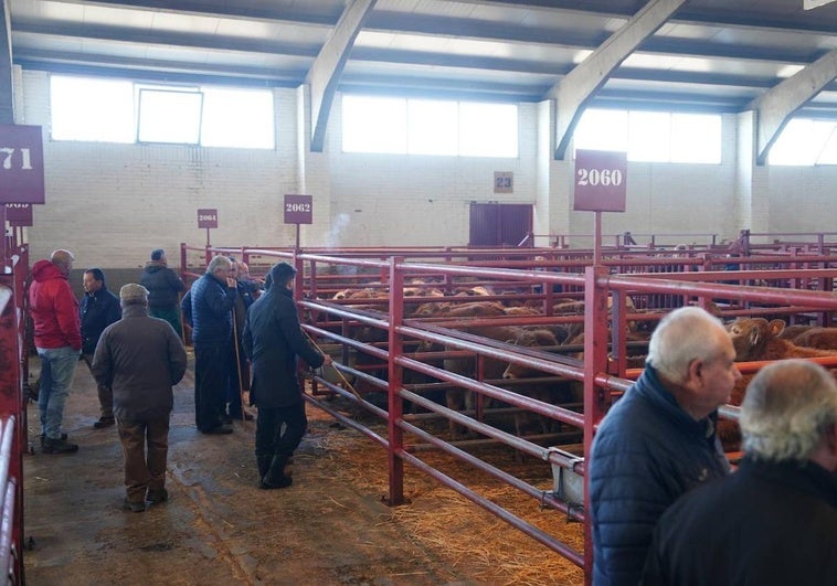 Imagen del mercado de ganados en la mañana de este lunes, 13 de enero.