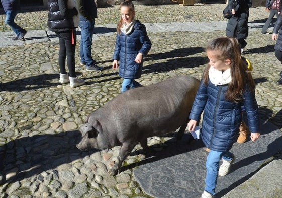 El marrano pasea por las calles de La Alberca.