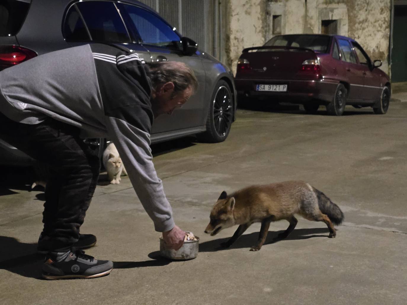 El &#039;Tarzán de Las Arribes&#039; al que cada día visita un zorro: «Vino a por el pienso, pero prefiere la carne»