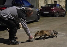 «El Tarzán de Las Arribes» alimentando a Chita al caer la noche