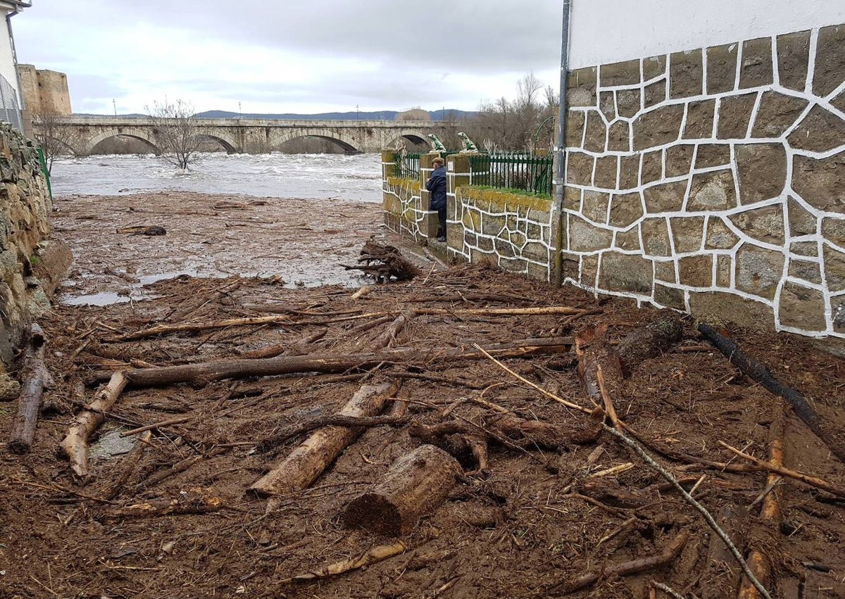 Imagen secundaria 1 - Arriba, maleza y árboles creciendo en el cauce del río y, debajo, estado en el que quedó la calle de Gregorio González el día de la riada.