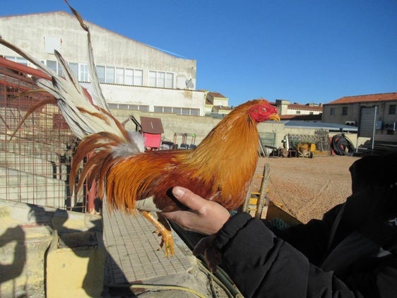 Uno de los gallos recuperados.