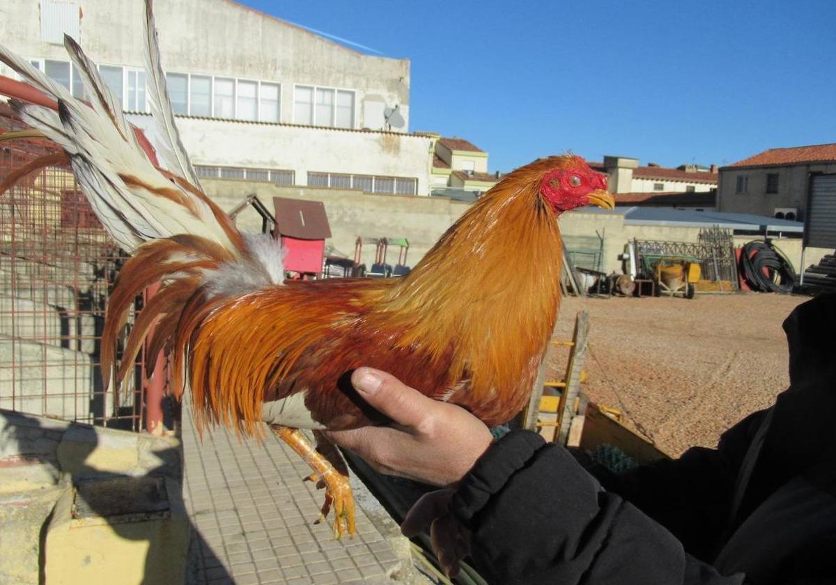 Uno de los gallos recuperados.