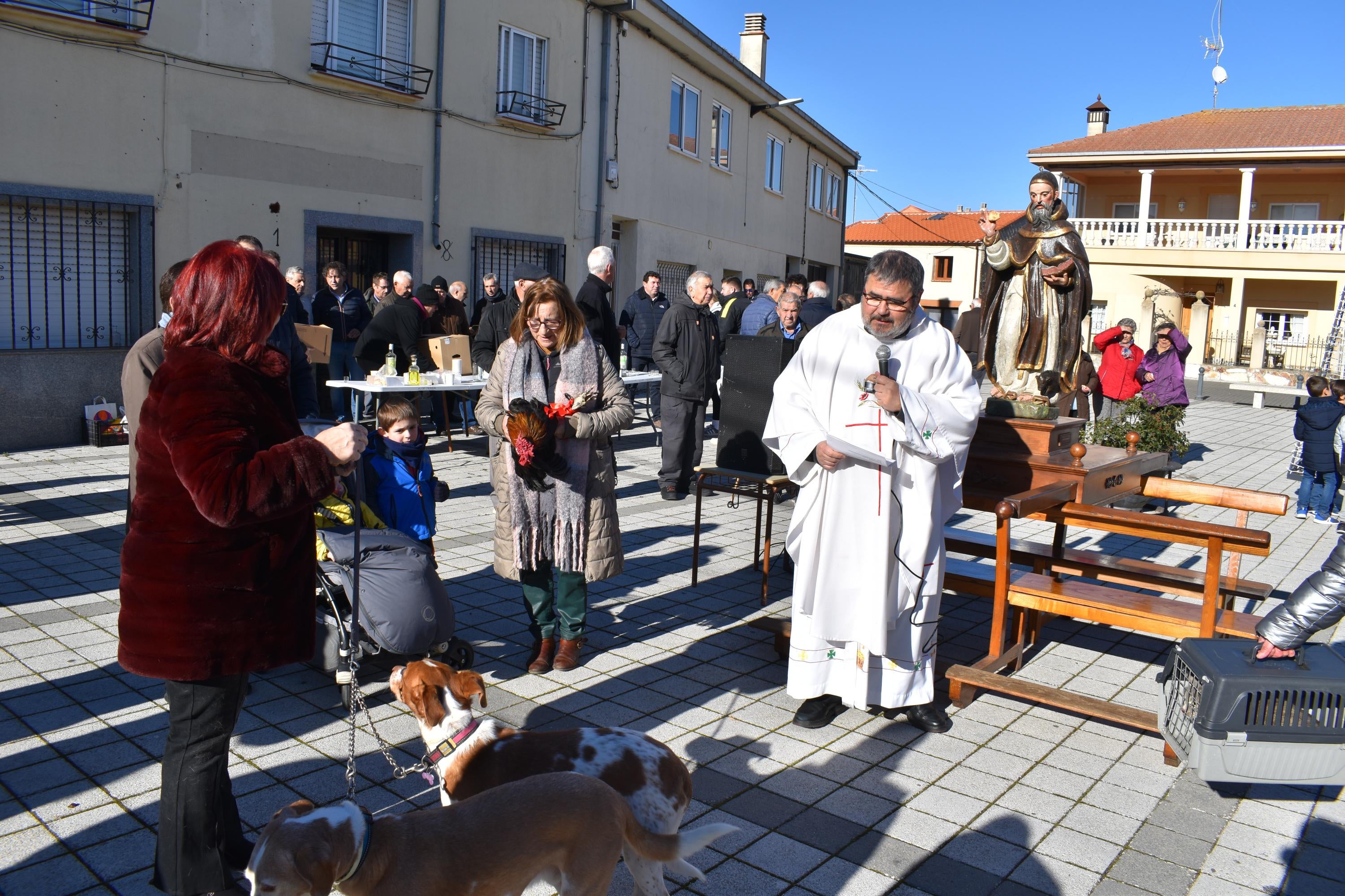 Gallos, tortugas, agapornis y una cobaya reciben la bendición de San Antón en Calzada de Valdunciel