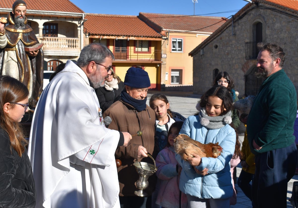 Gallos, tortugas, agapornis y una cobaya reciben la bendición de San Antón en Calzada de Valdunciel