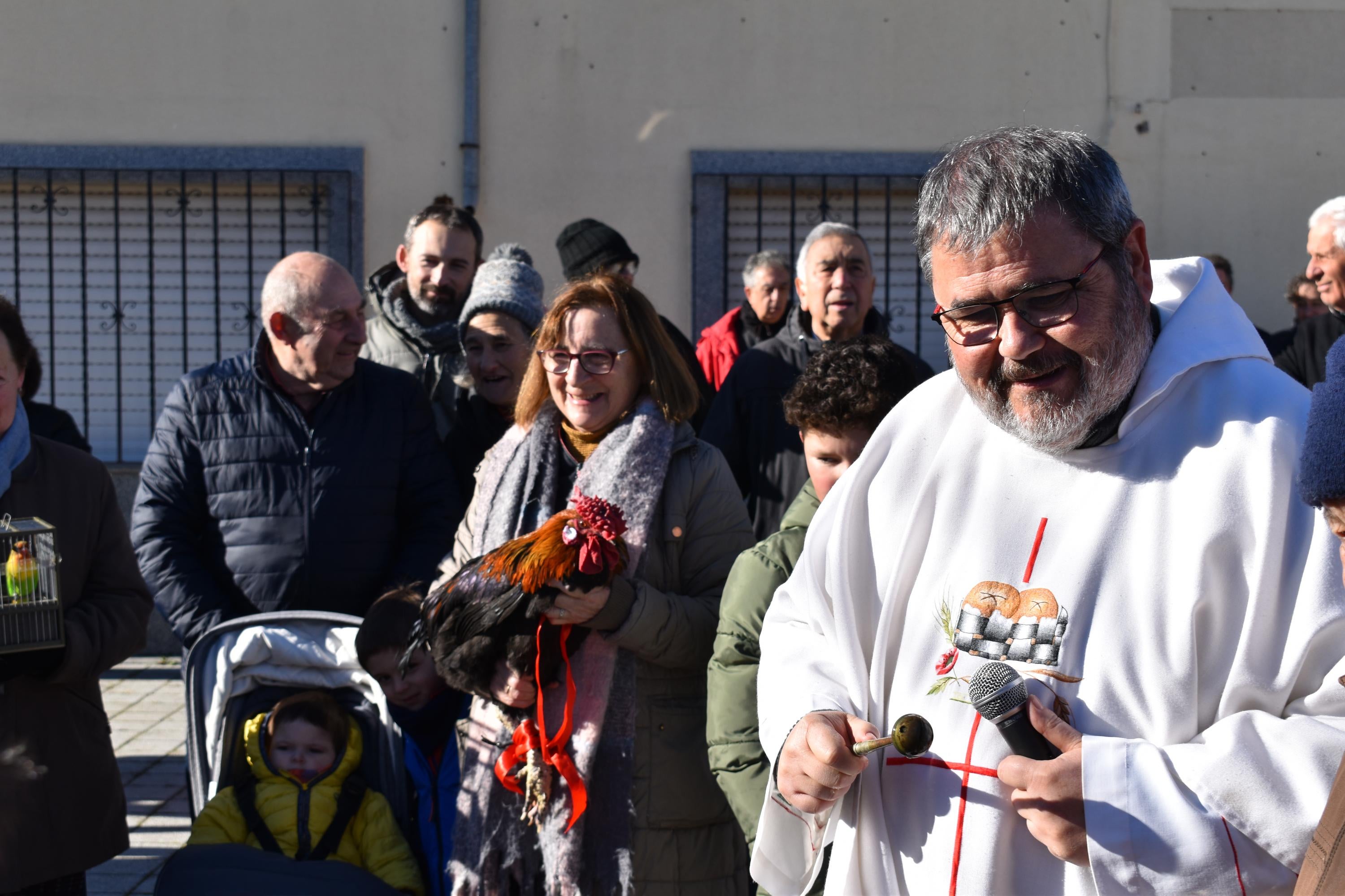 Gallos, tortugas, agapornis y una cobaya reciben la bendición de San Antón en Calzada de Valdunciel