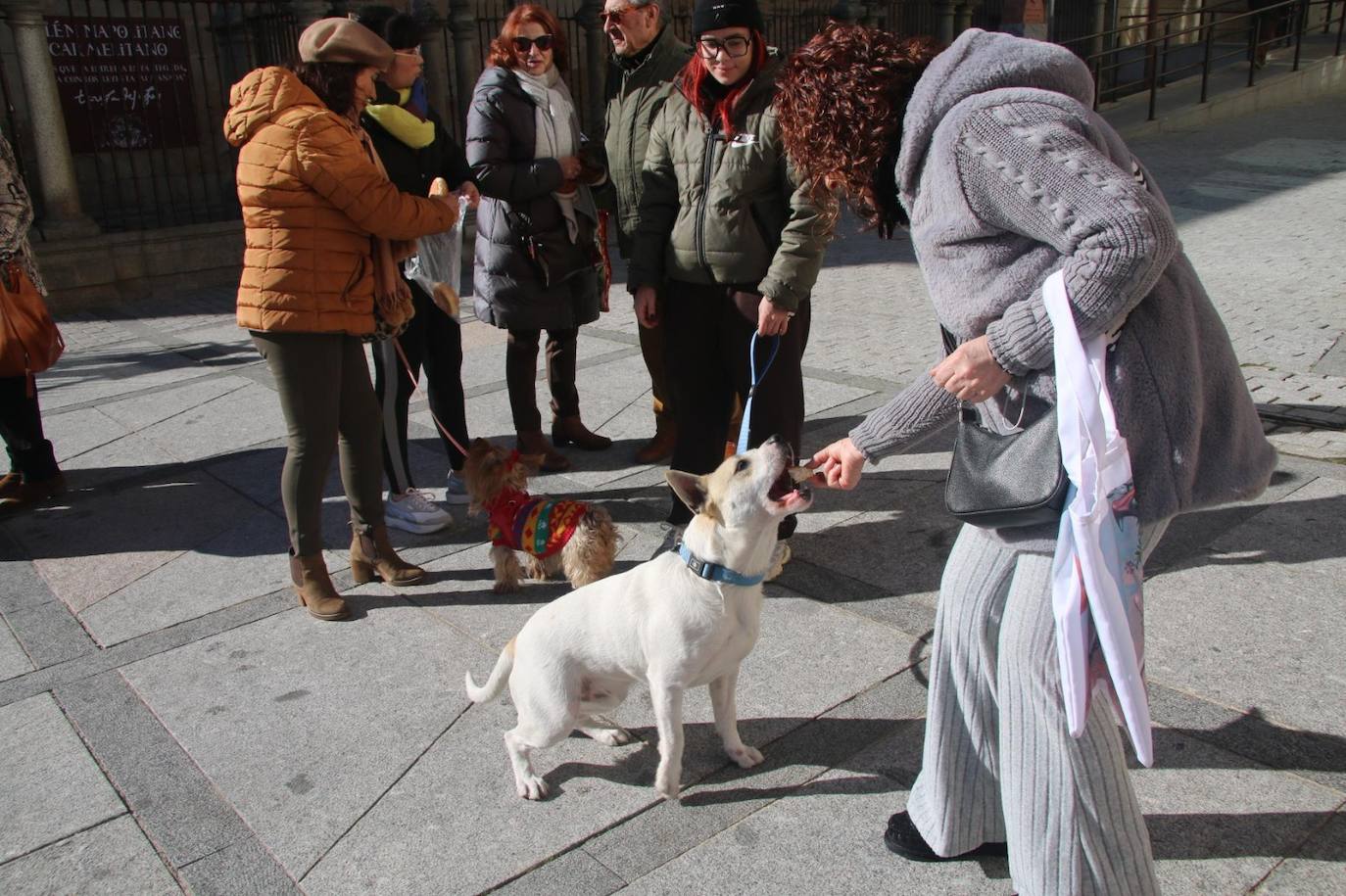 Bendición de San Antón y bocados de los tradicionales «bodigos» en Alba