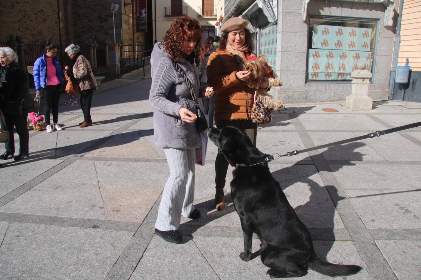 Bendición de San Antón y bocados de los tradicionales «bodigos» en Alba